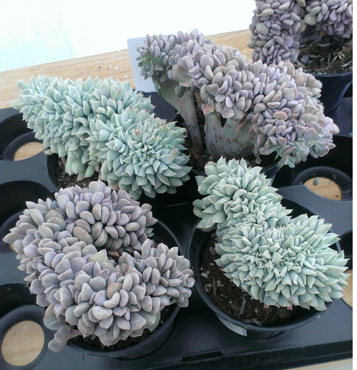 Эхеверия кубик