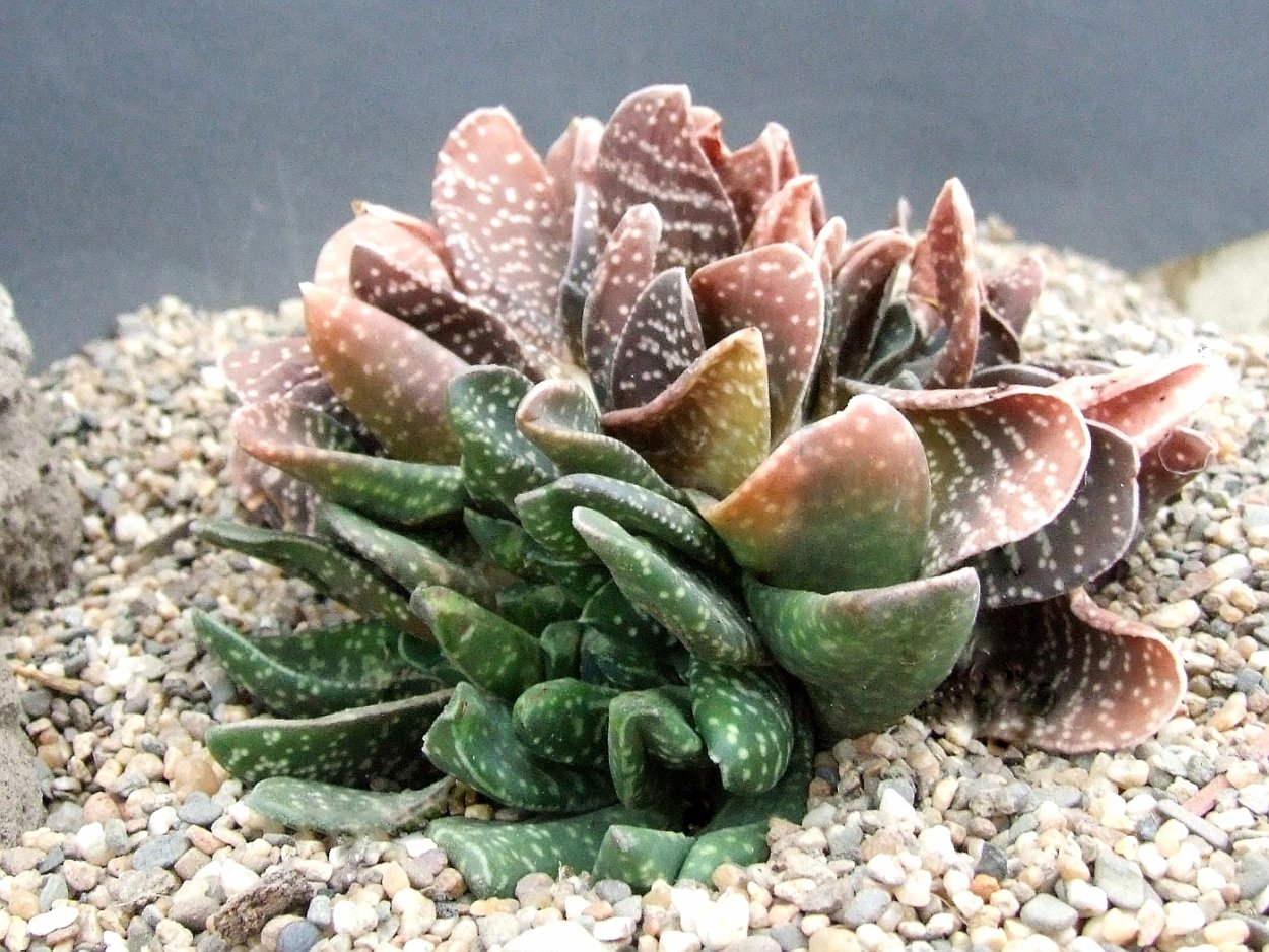 Стапелия грандифлора Кристата