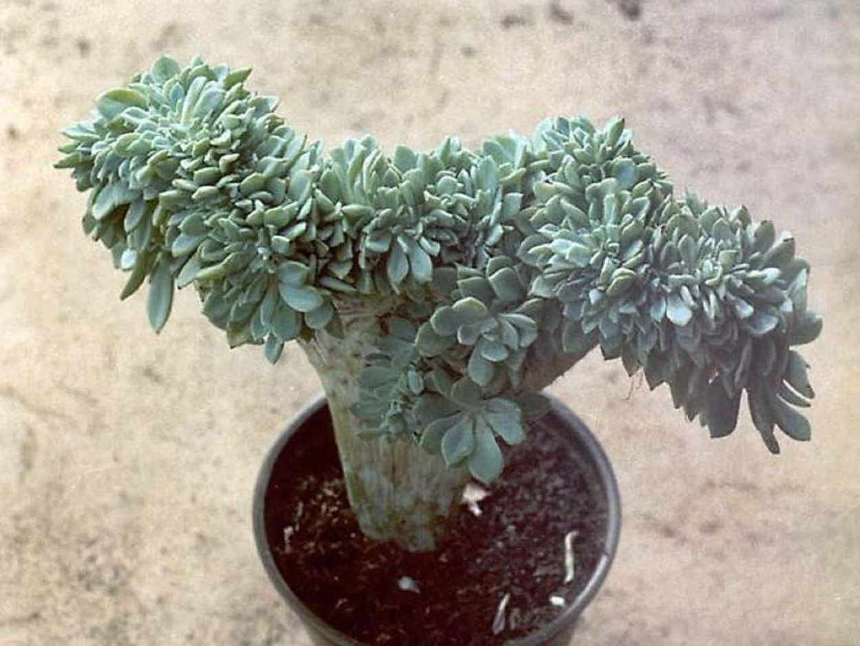 Флэтлэй Суккуленты