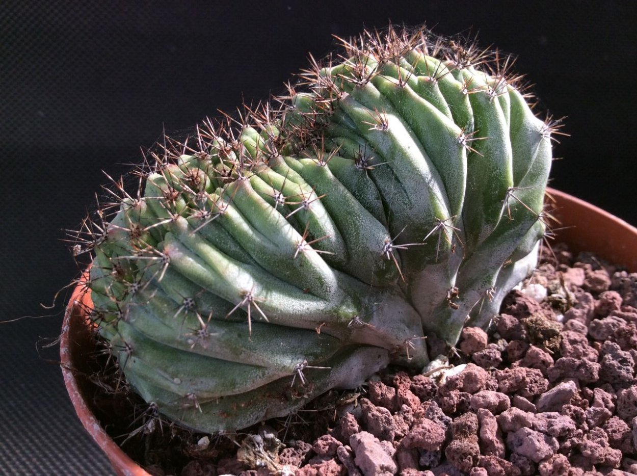 Суккулент эхеверия Echeveria