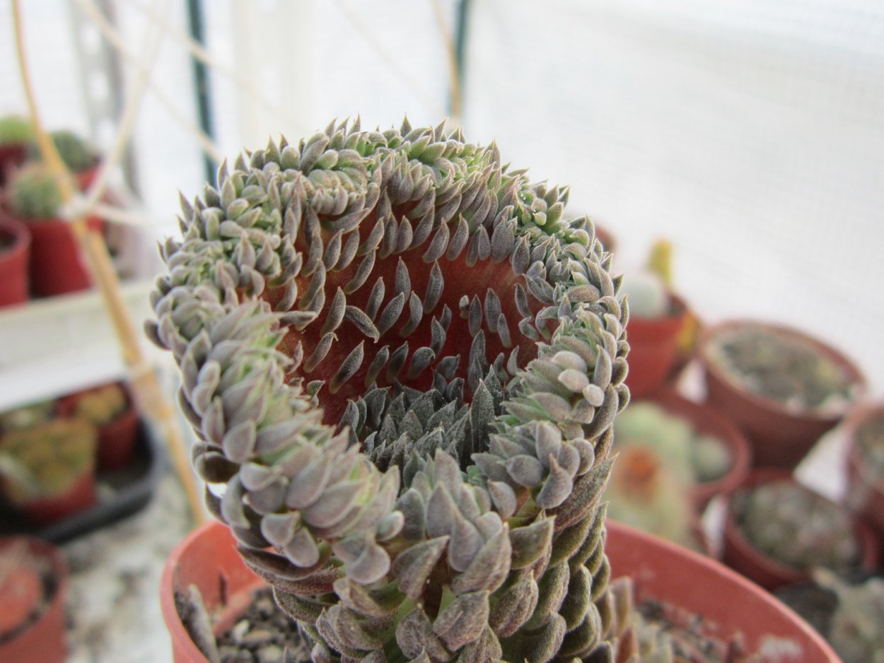 Синокрассула юннаньская Кристата