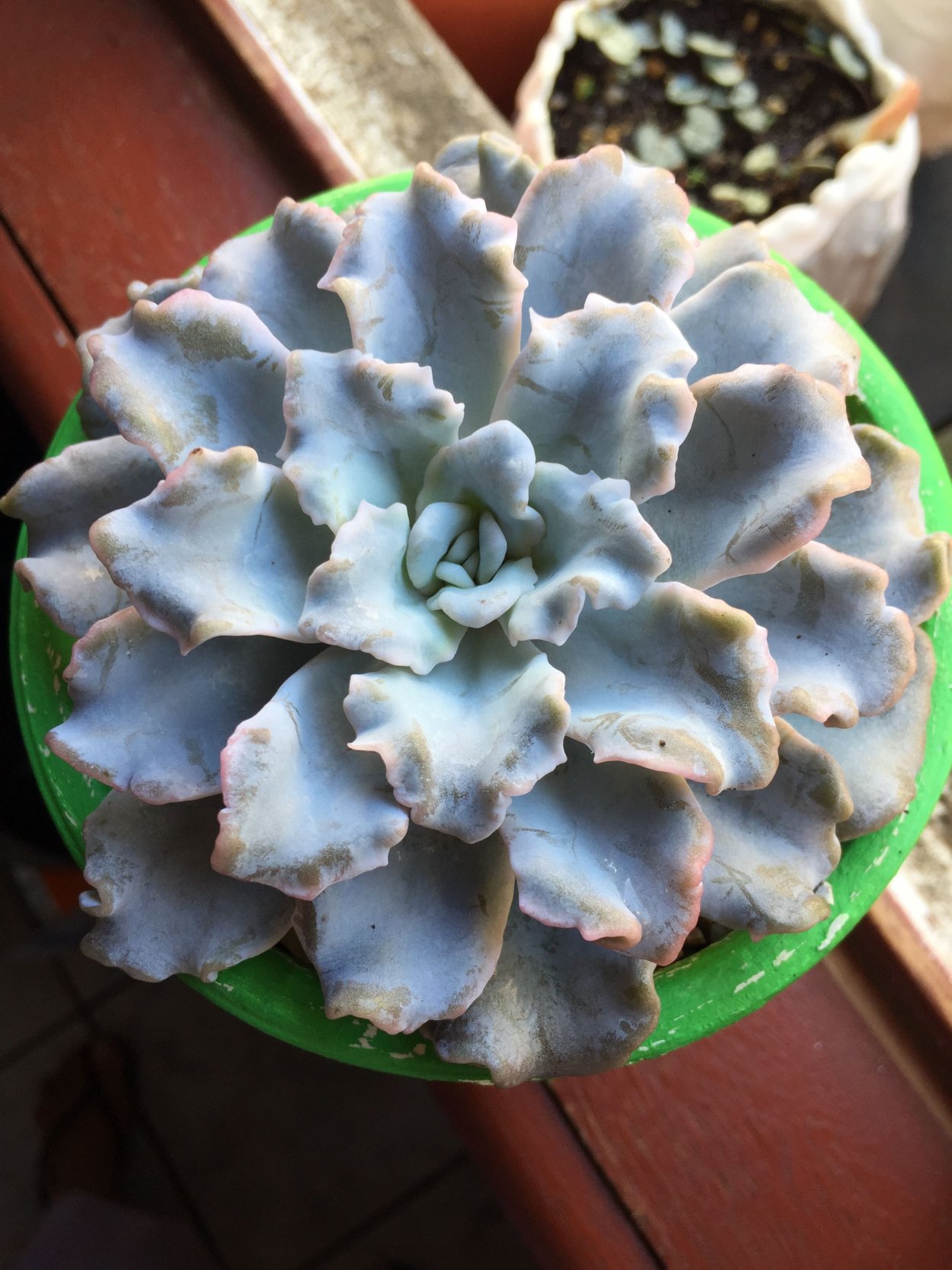 Георгий Суккуленты