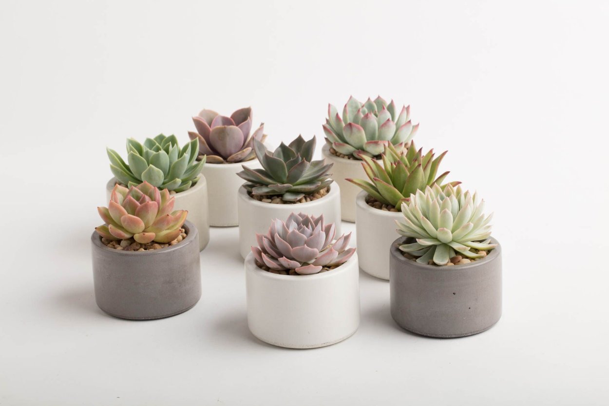 Эхеверия композиции