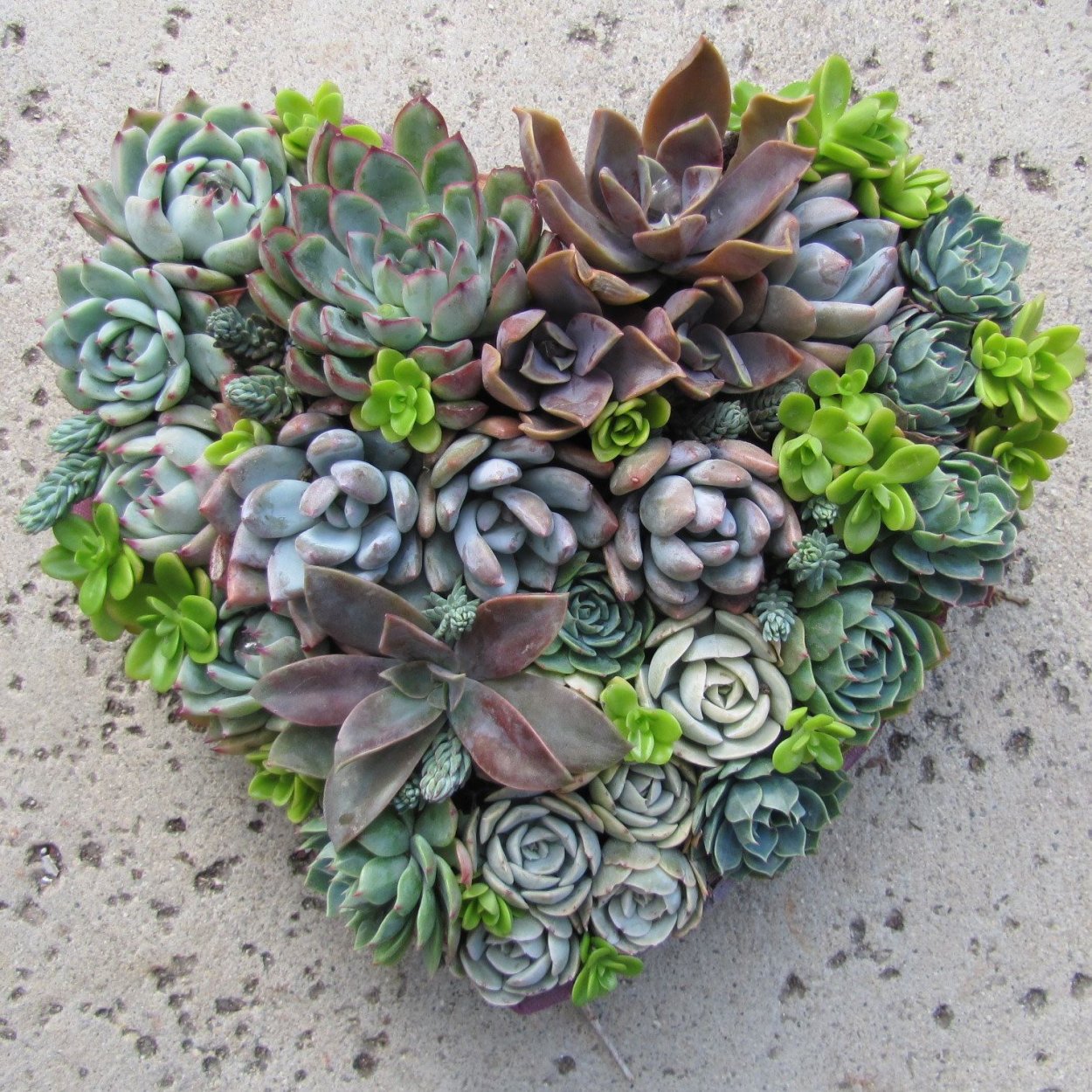 Суккулент эхеверия фиолетовая