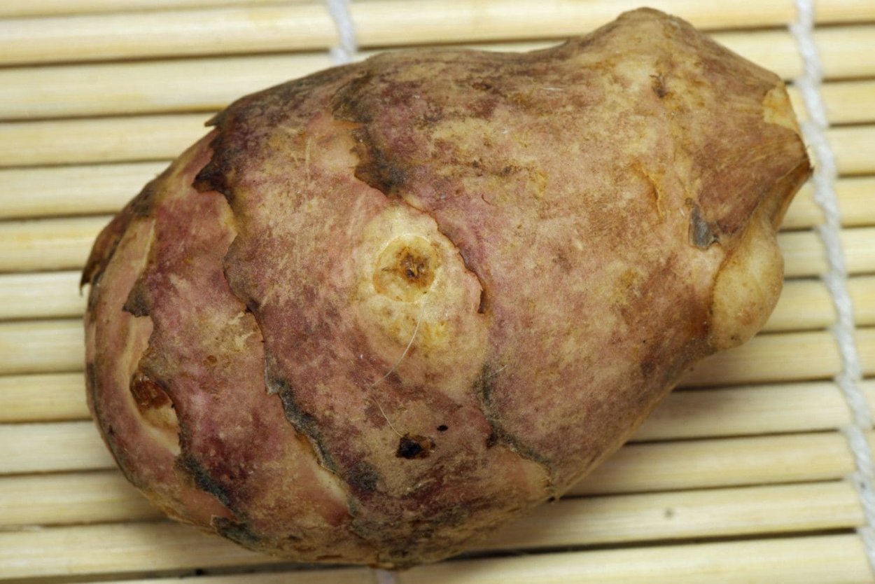 Кассава овощ