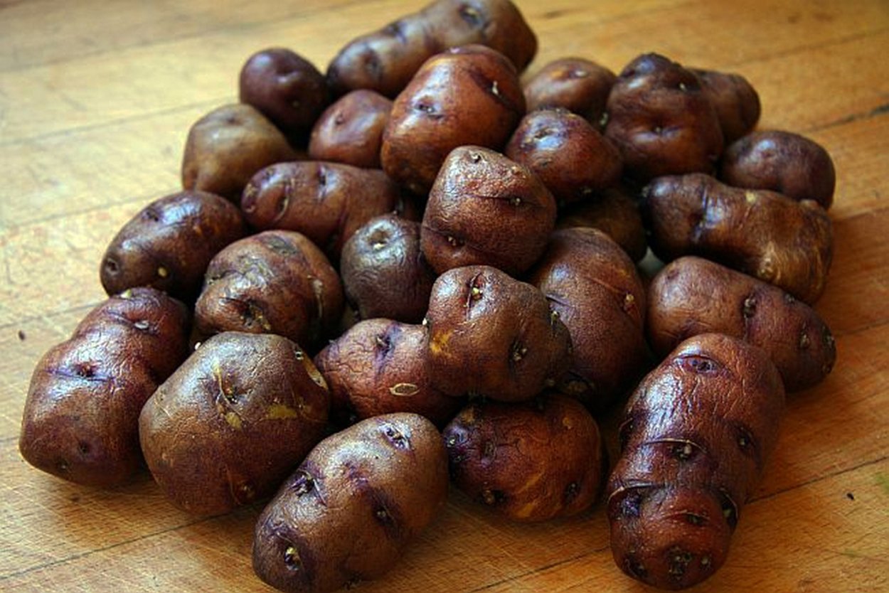 Папас картофель дикий