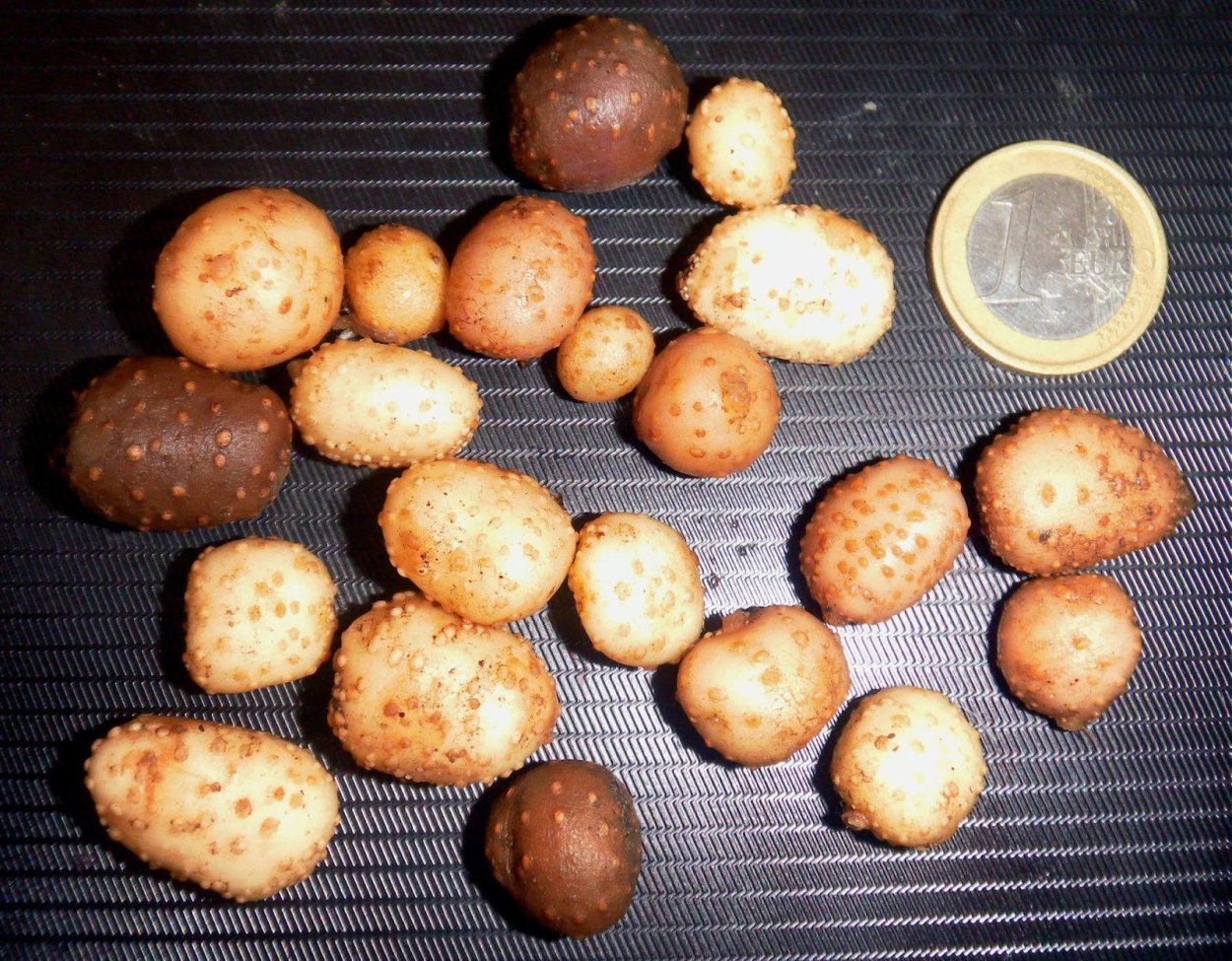 Столоны топинамбура