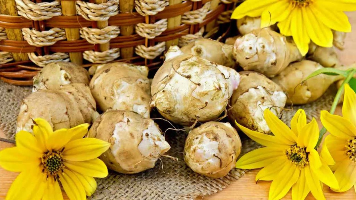 Дикая картошка топинамбур