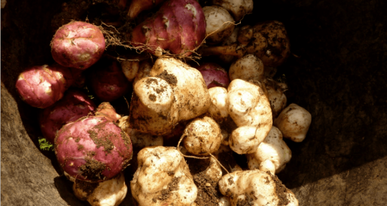 Земляной картофель топинамбур