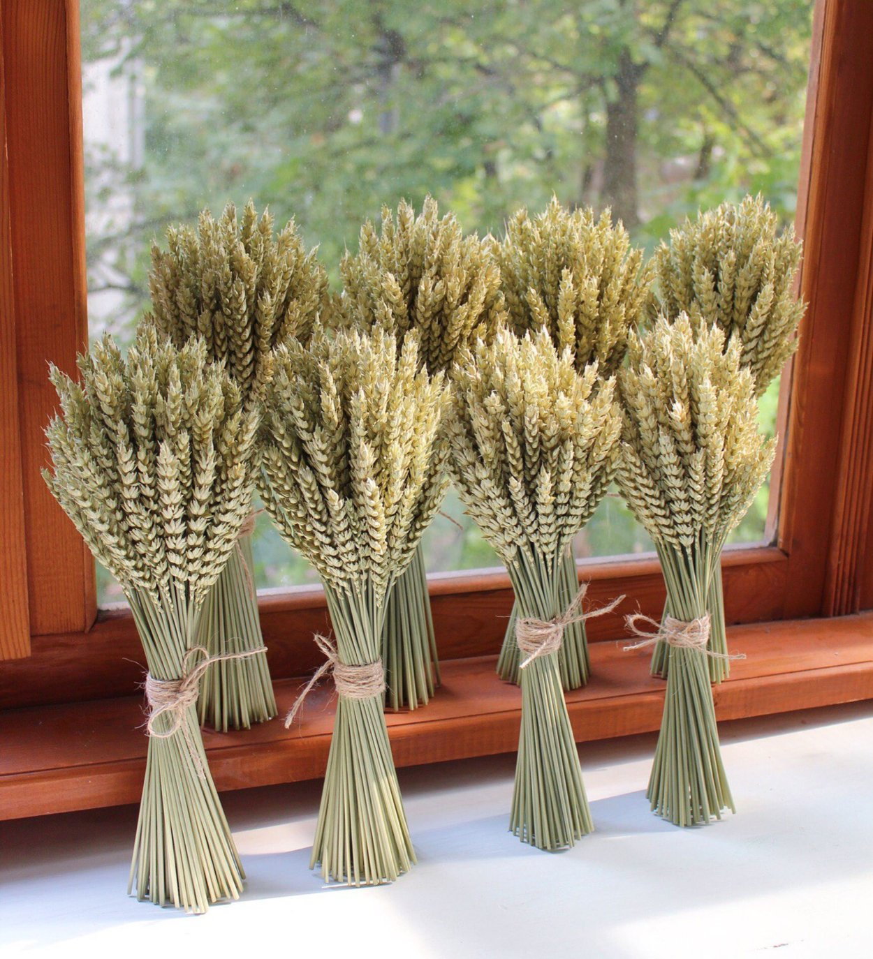 Сухоцвет Тритикум пшеница