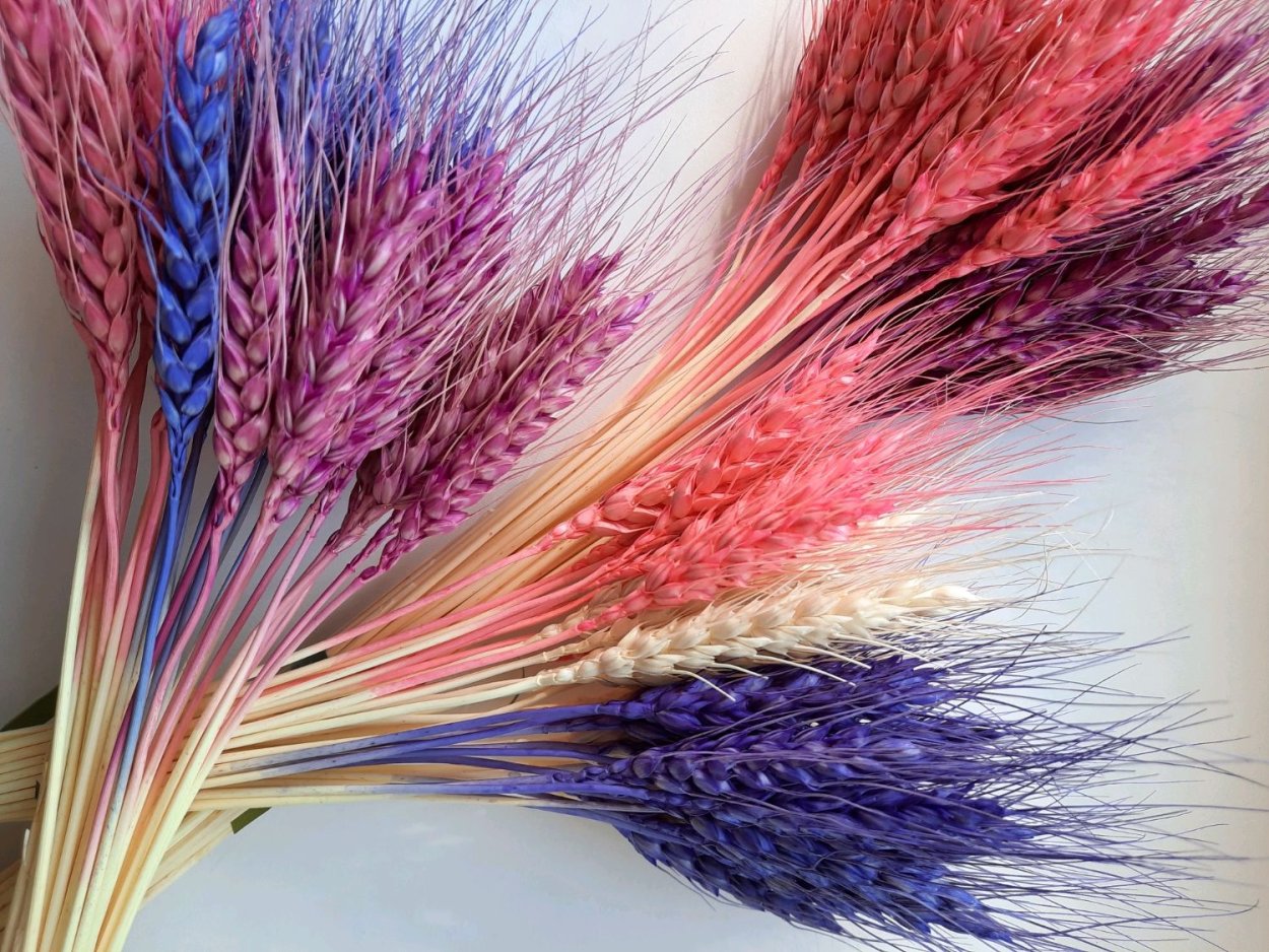 Сухоцвет Тритикум пшеница