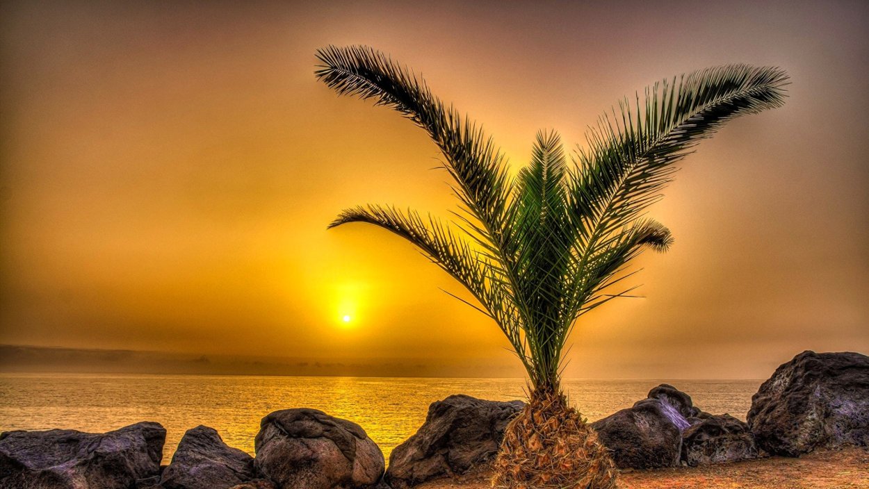 Хотлайр Майами пальмы закат