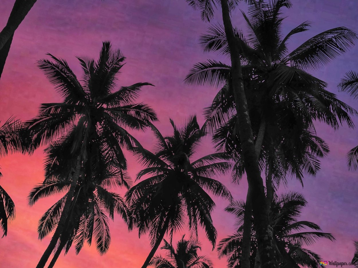 Пальма раберине