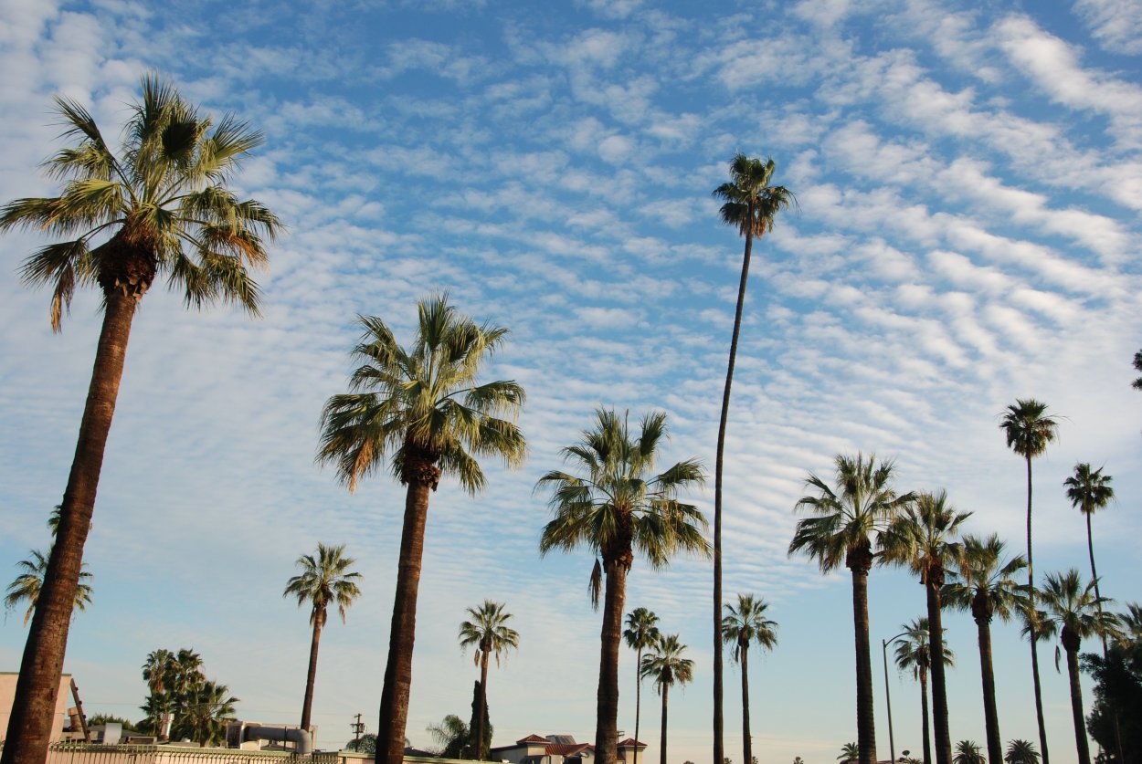 Финиковая Пальма в Саудовской Аравии