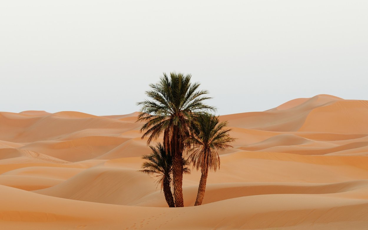 Финиковая Пальма эрг-шебби