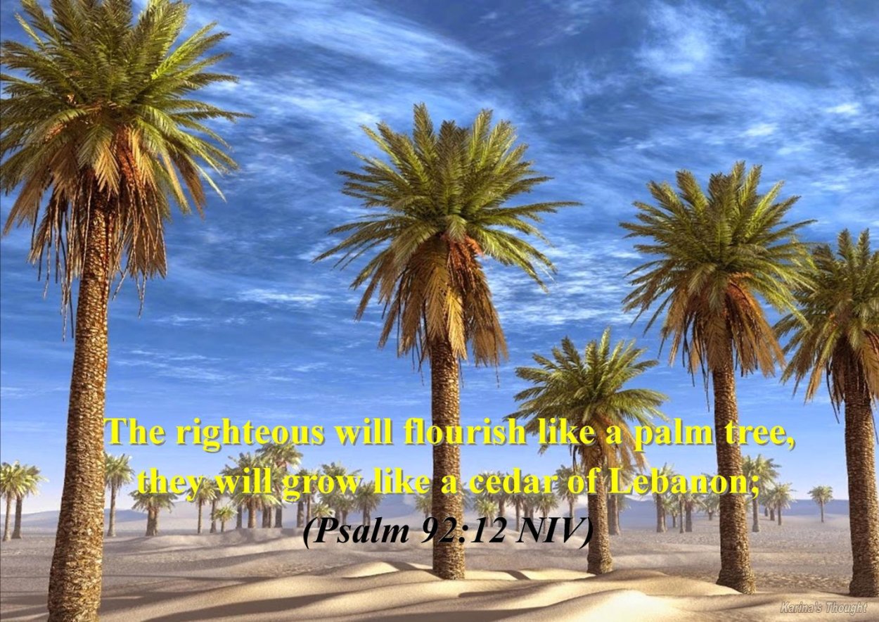 Сан Франциско пальмы