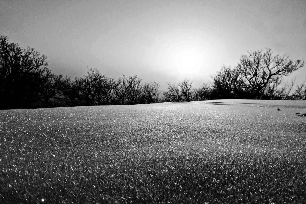 Черно белая природа