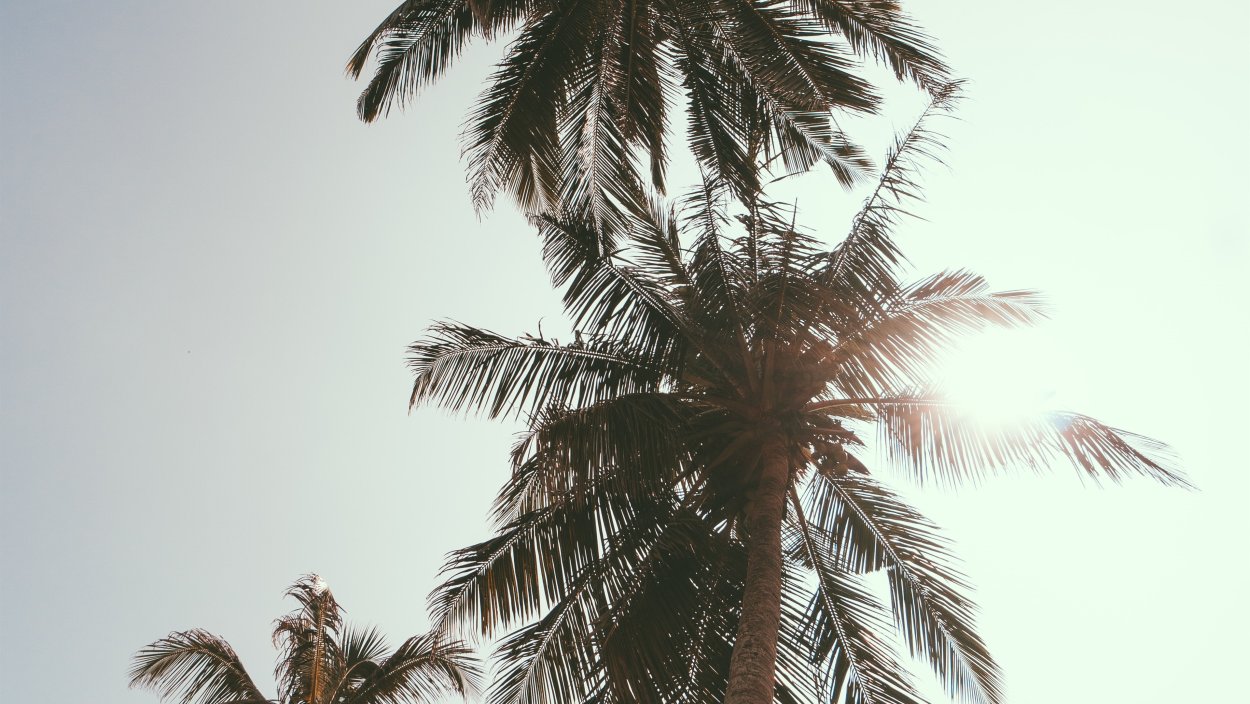 Лос Анджелес пальмы закат