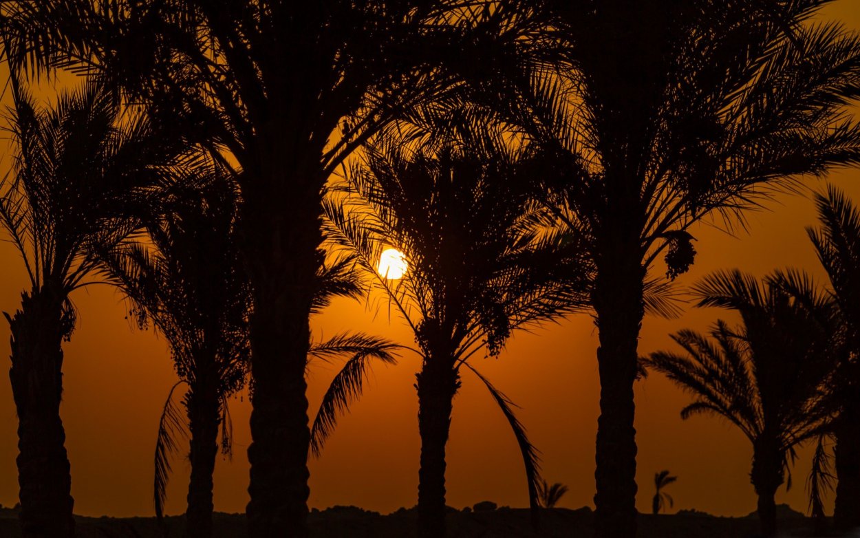 Финиковая Пальма в оазисе