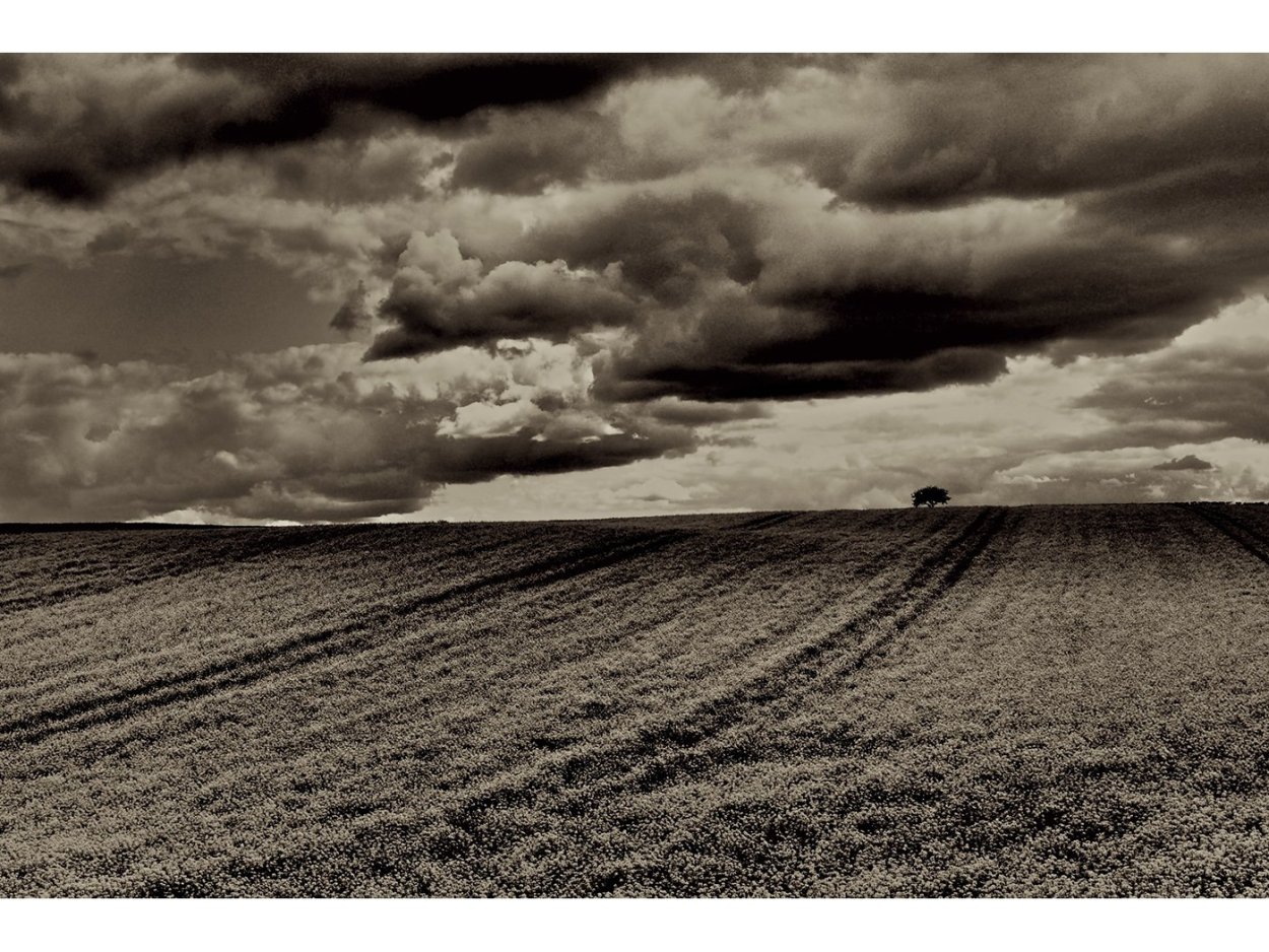 Поле черно белое