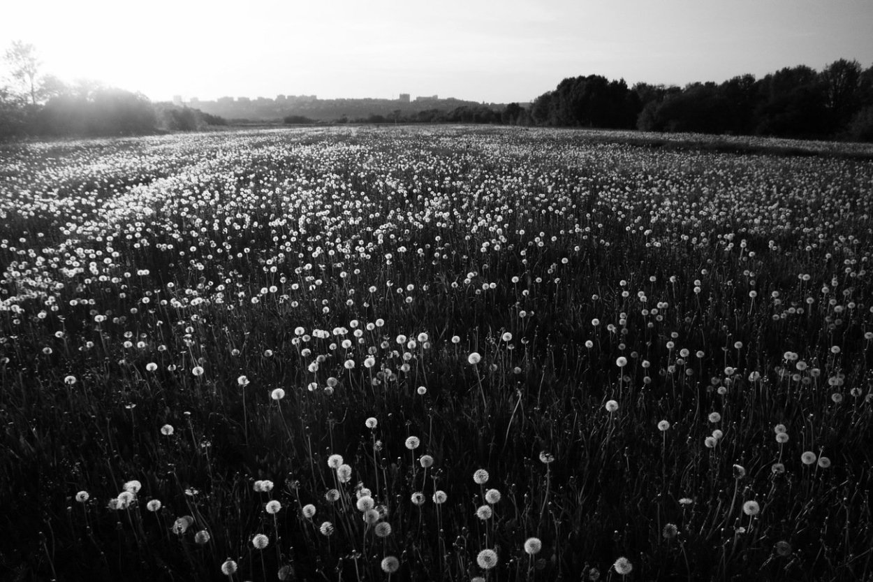 Черная трава