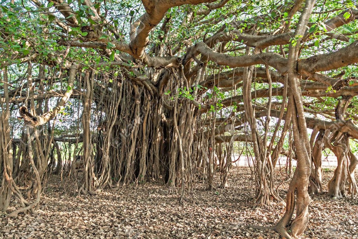 Фикус бенгальский