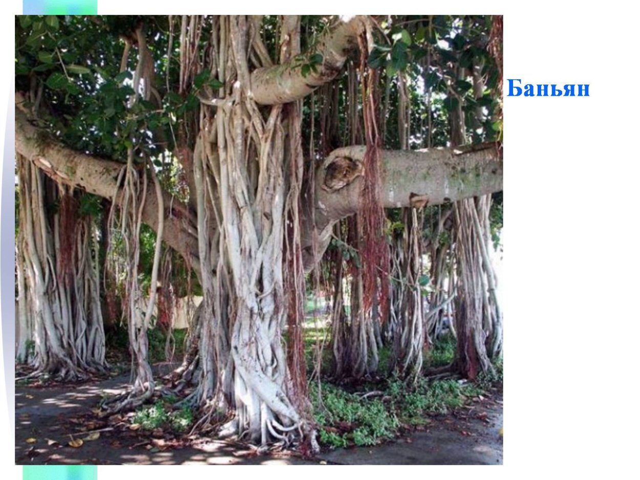 Свисающие корни деревьев