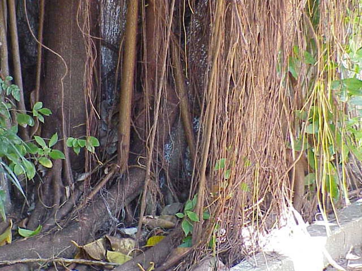 Корни тропические древесные растения