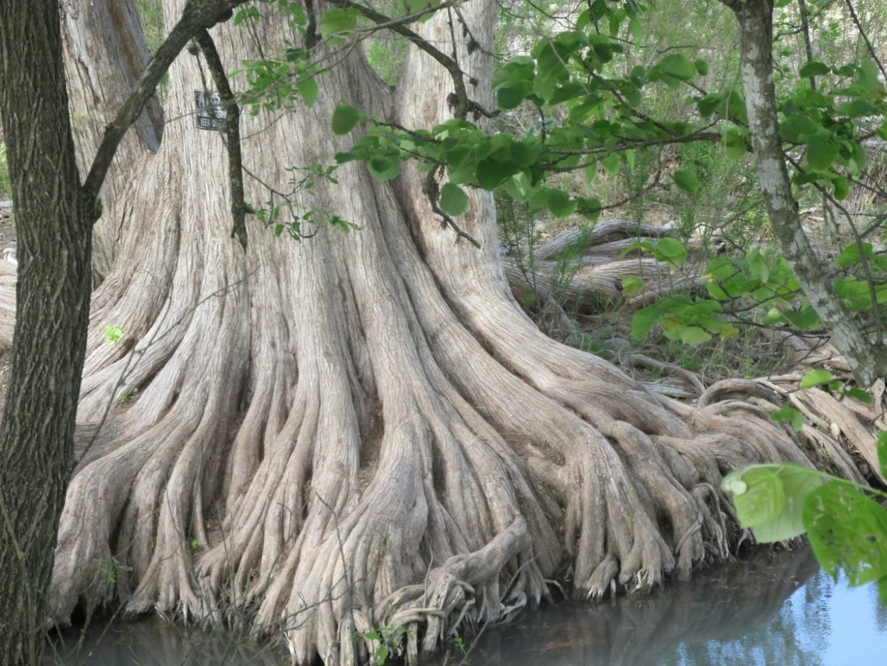 Куссапоя растение