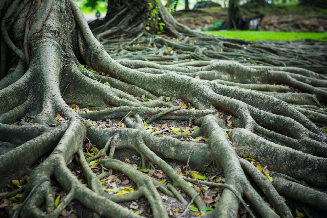 Banyan Tree roots