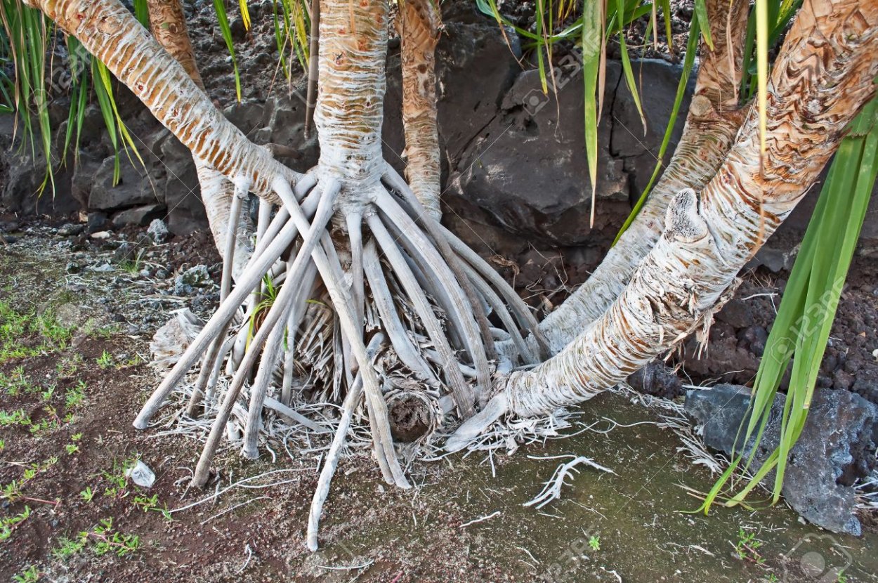 Бухта Песчаная Байкал ходульные деревья