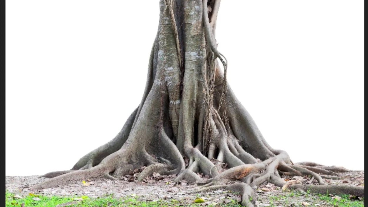 Деревья Америки много корней