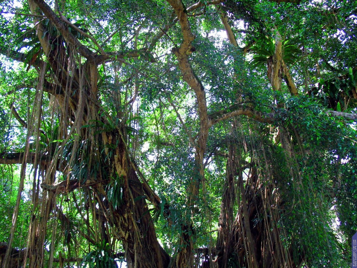 Воздушные корни у фикуса