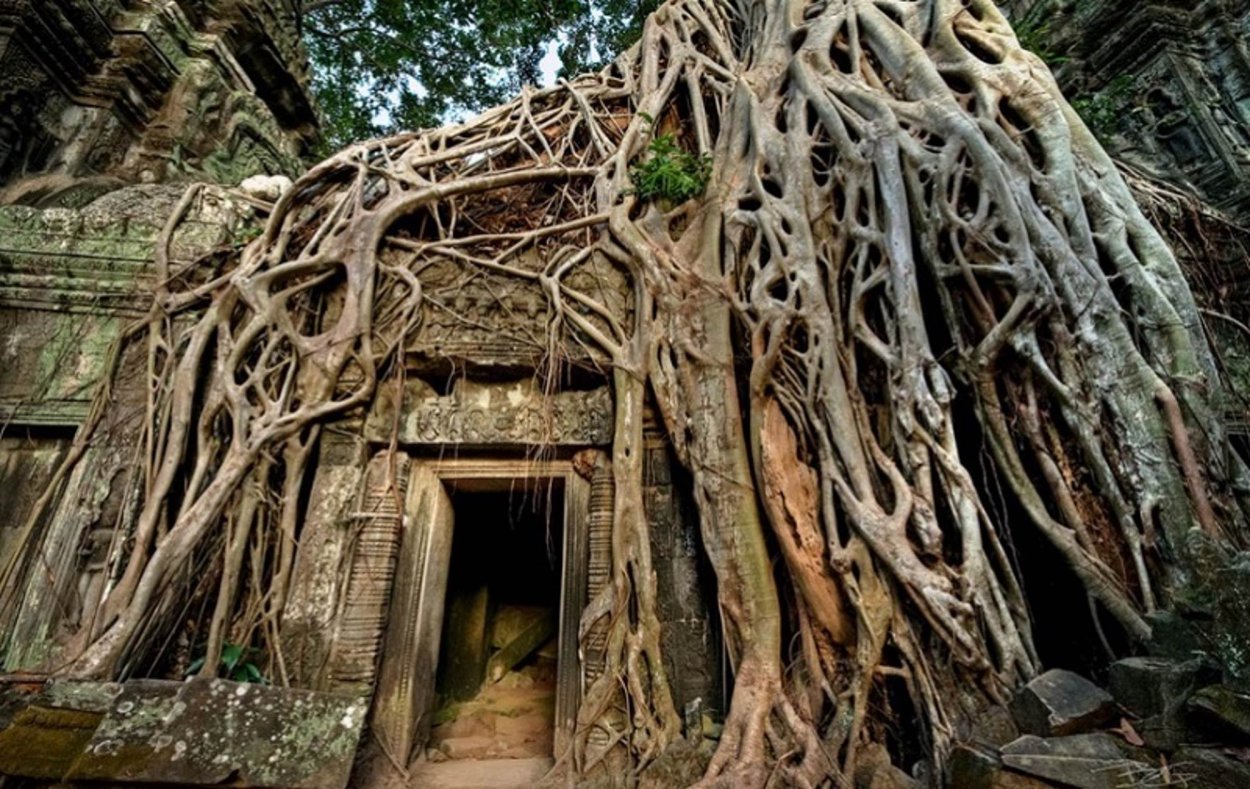 Эпифиты паразиты