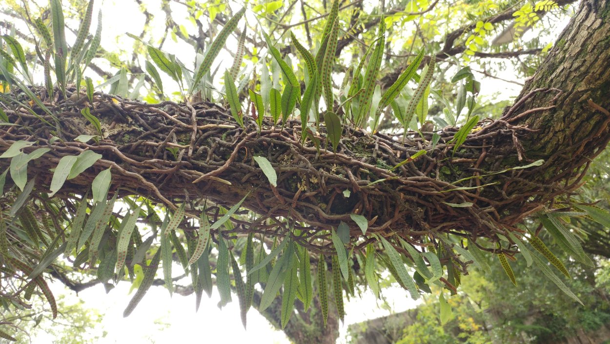 Баньян дерево Sketch