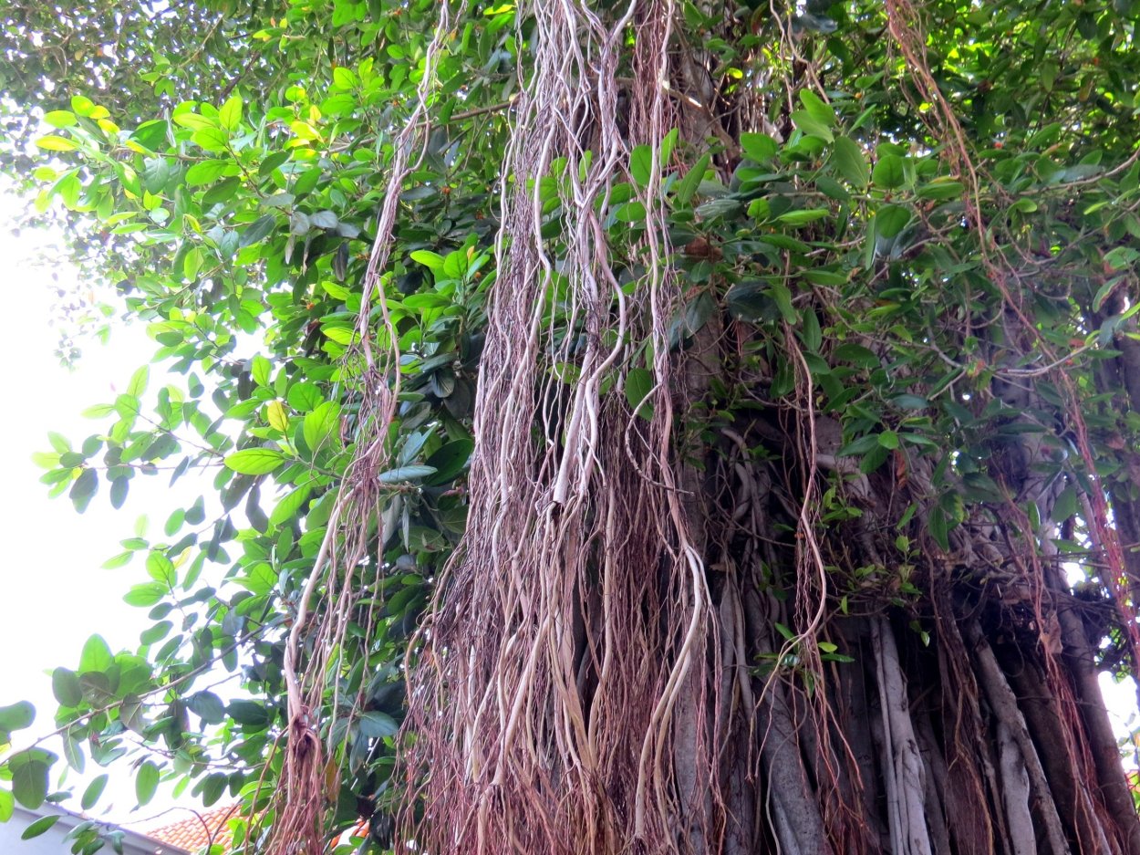Фикус Баньян
