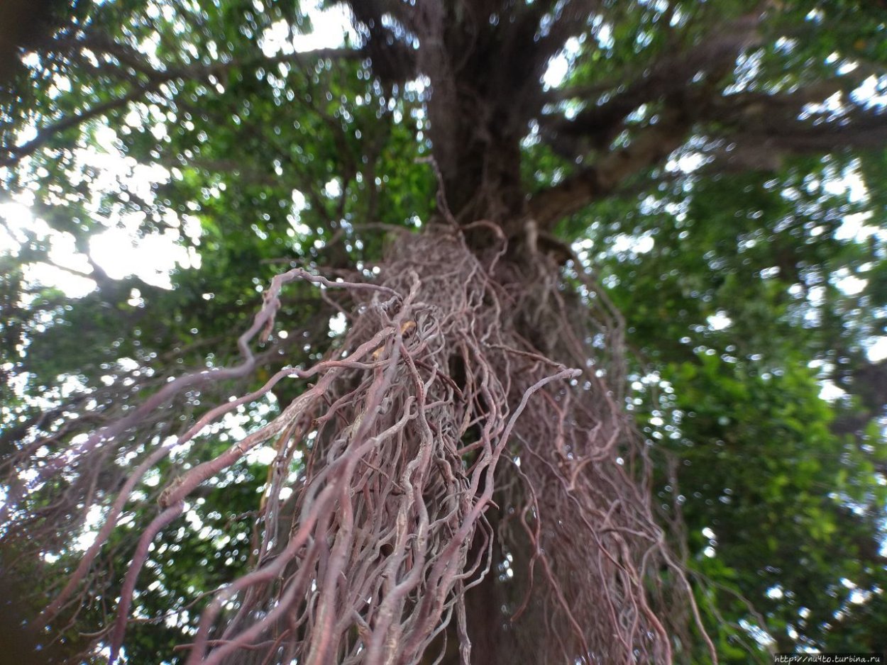 Дерево Панама Геленджик