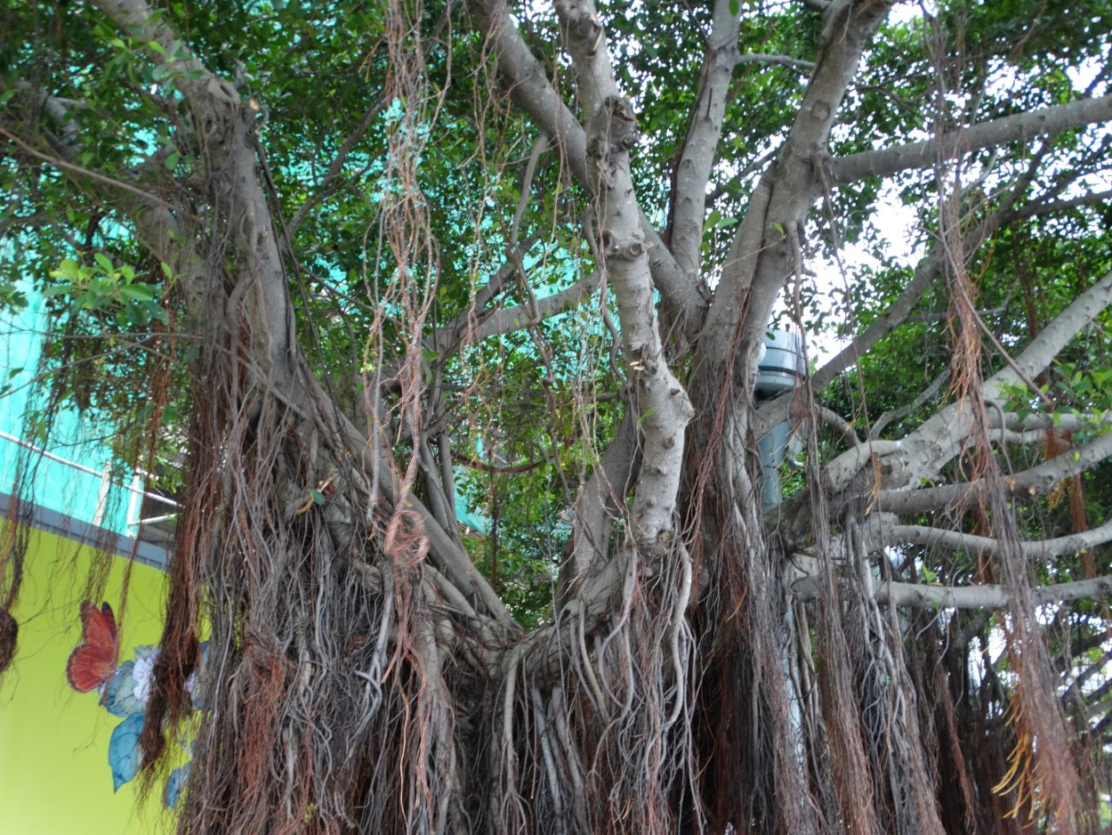 Фикус эпифит