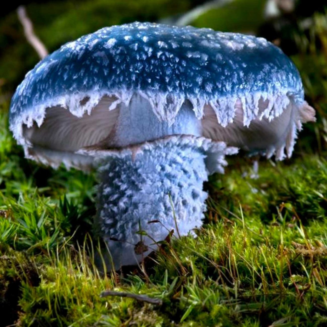 Строфания синезельная