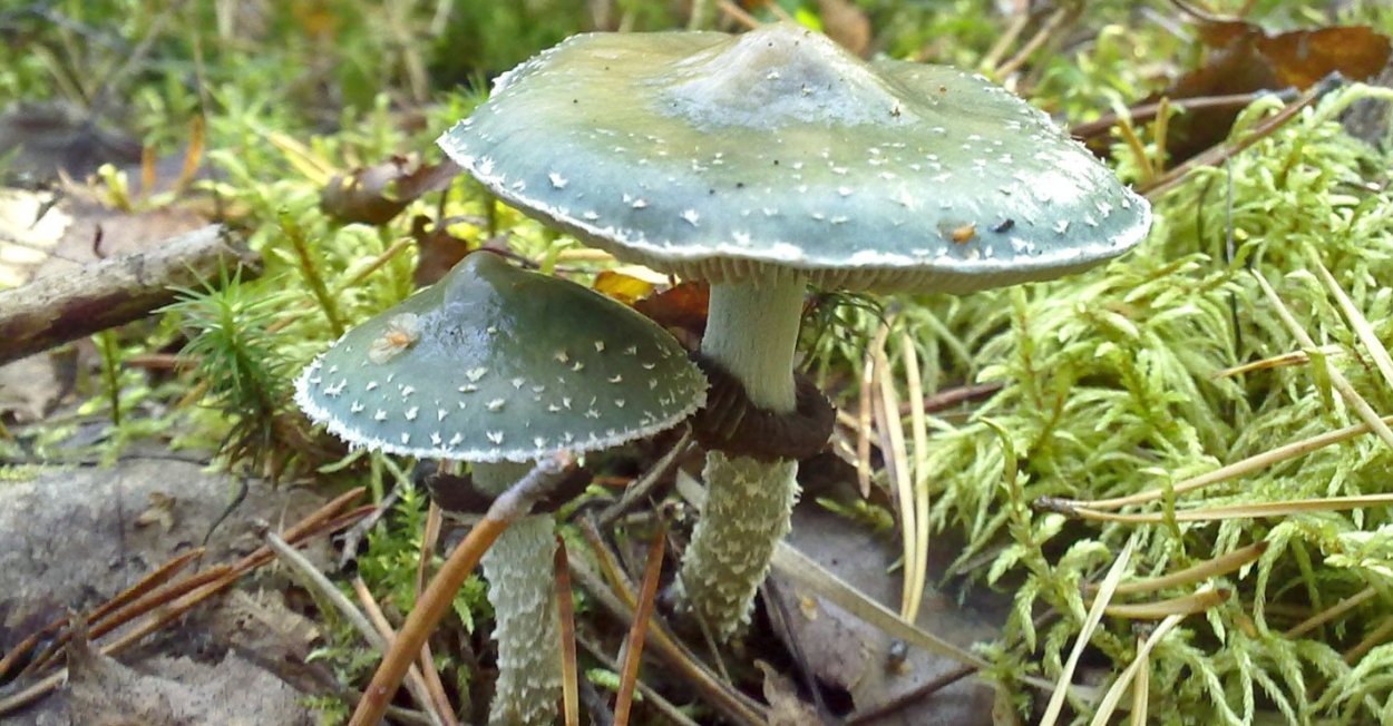 Млечник голубой гриб