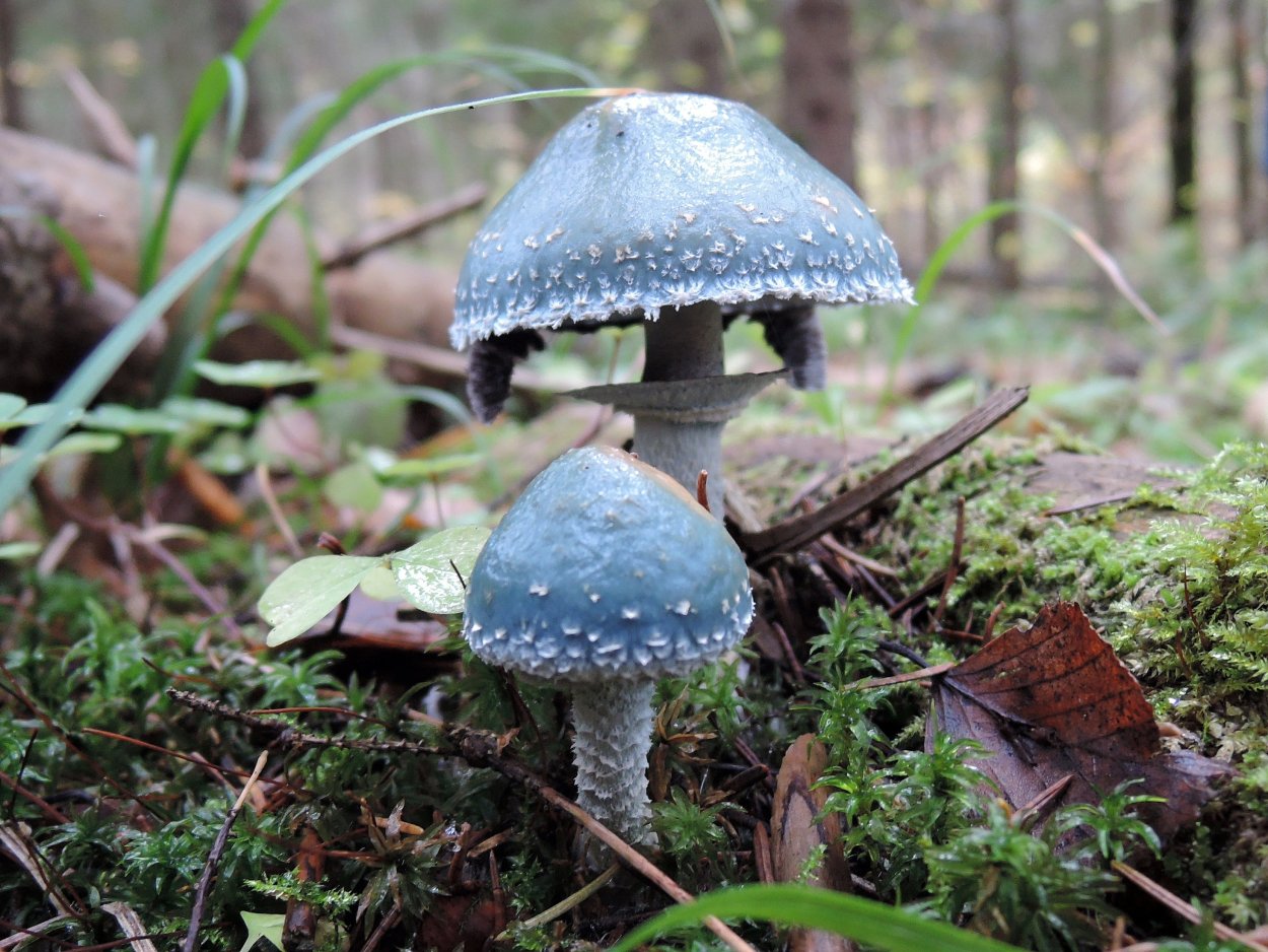 Голубой гриб Entoloma hochstetteri