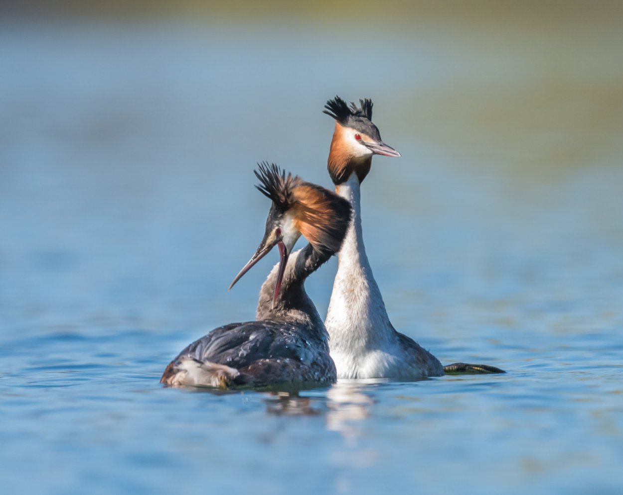 Утка поганка чомга