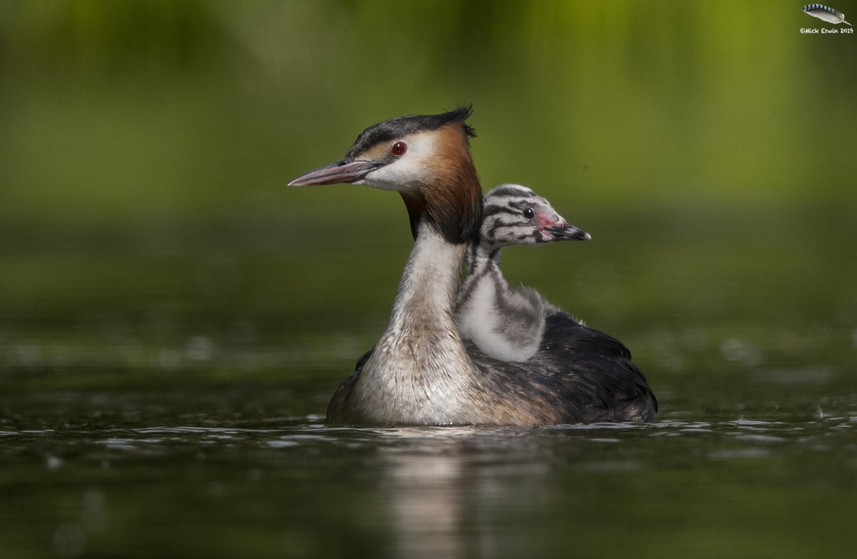 Чомга хохлатая