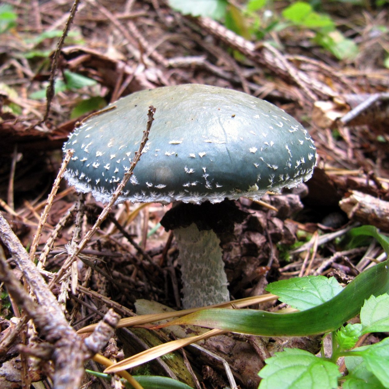 Строфария сине-зелёная Stropharia aeruginosa