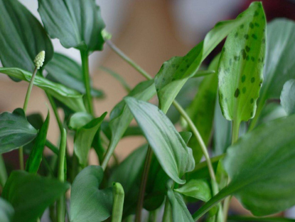 Спатифиллум дримиопсис
