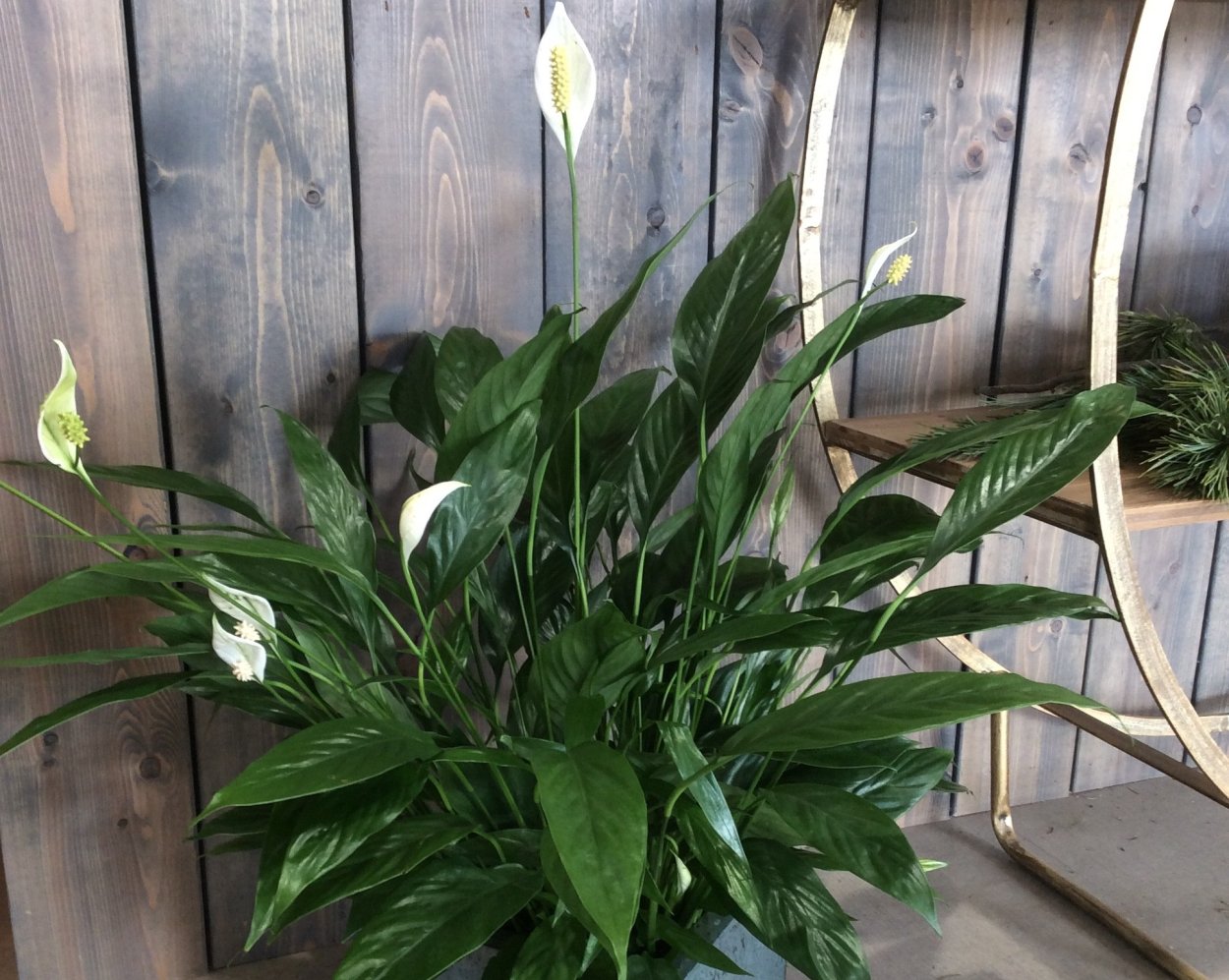 Спатифиллум луковичный