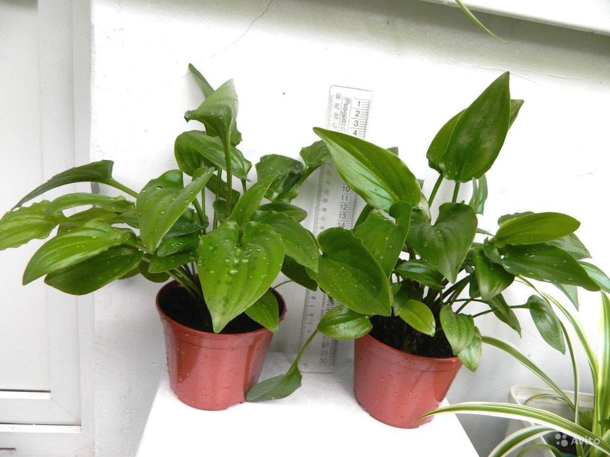 Спатифиллум Блэк Бьюти