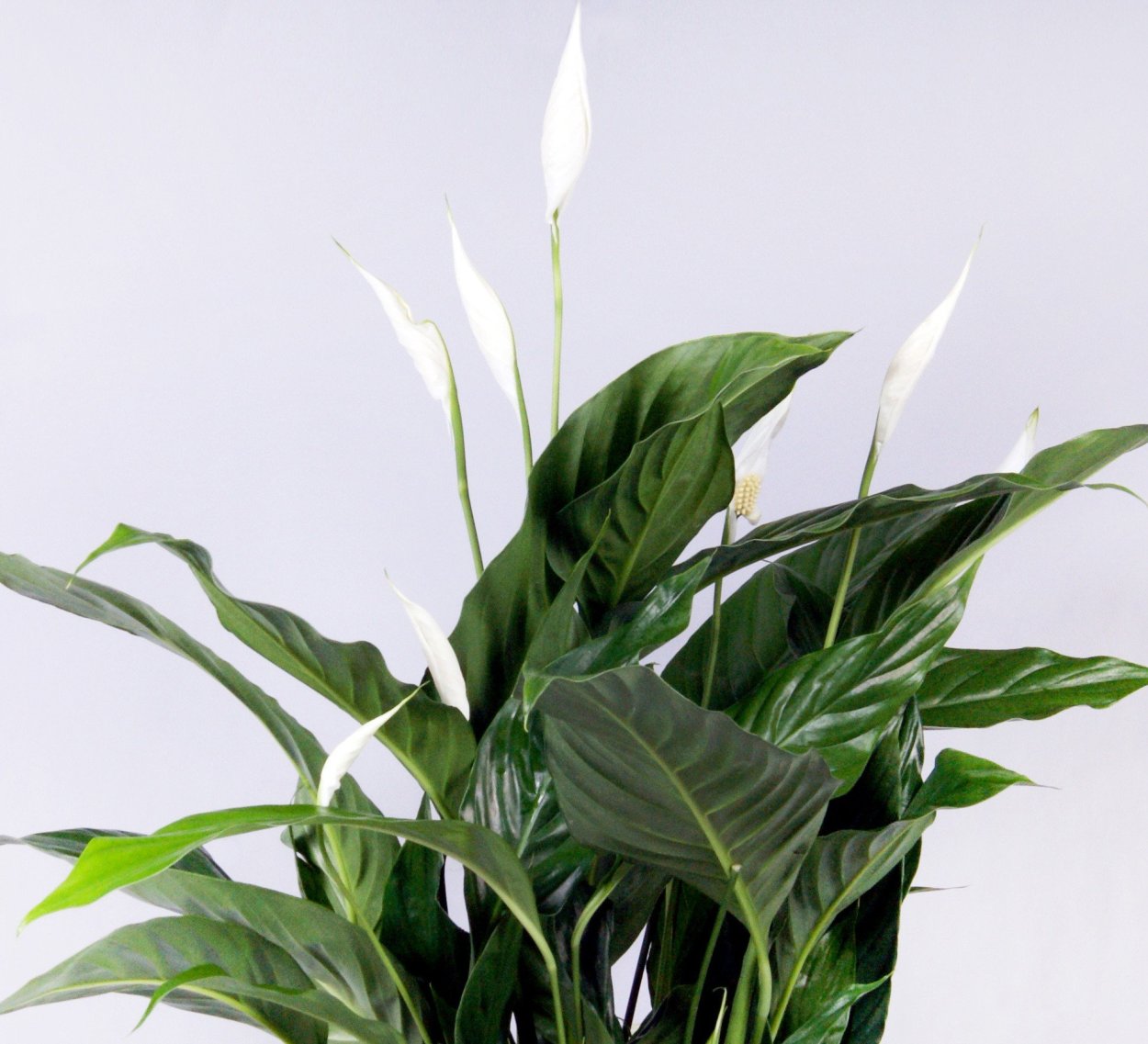 Easy Care цветы