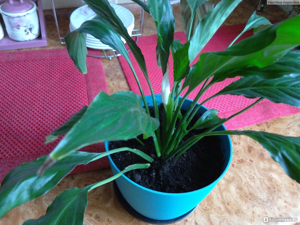 Спатифиллум Канна