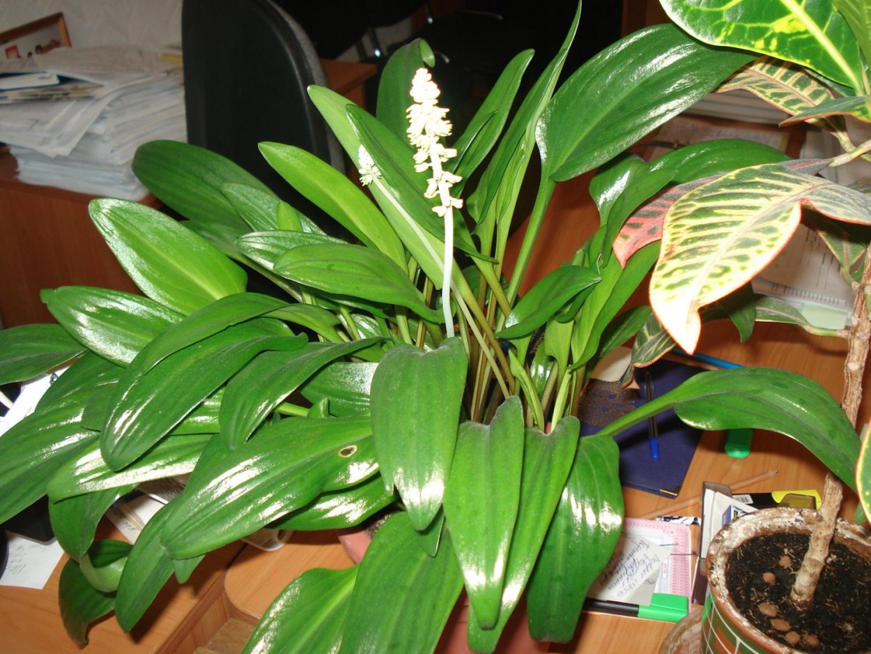 Спатифиллум дримиопсис